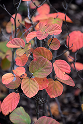 Beaver Creek Dwarf Fothergilla (Fothergilla gardenii 'KLMtwo') at Lakeshore Garden Centres