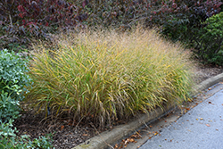 Red Switch Grass (Panicum virgatum 'Rotstrahlbusch') at Golden Acre Home & Garden