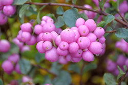 Proud Berry Coralberry (Symphoricarpos 'Sofie') at Peter Knippel Garden Centre