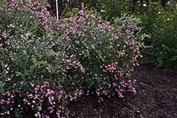 Proud Berry Coralberry (Symphoricarpos 'Sofie') at Peter Knippel Garden Centre