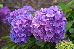 Let's Dance Rave Hydrangea (Hydrangea macrophylla 'SMNHMSIGMA') at Lakeshore Garden Centres