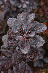 Winecraft Black Smokebush (Cotinus coggygria 'NCCO1') at Peter Knippel Garden Centre