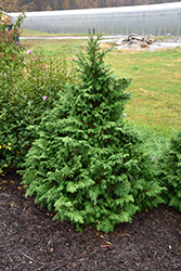 Soft Serve Falsecypress (Chamaecyparis pisifera 'Dow Whiting') at Lakeshore Garden Centres