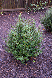 Patti-O Box Japanese Holly (Ilex crenata 'FARROWSK6') at Lakeshore Garden Centres