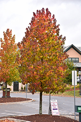 Moraine Sweet Gum (Liquidambar styraciflua 'Moraine') at Lakeshore Garden Centres