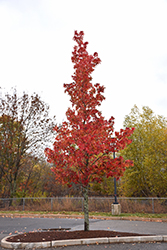 Grandmaster Sweet Gum (Liquidambar styraciflua 'Grazam') at Lakeshore Garden Centres