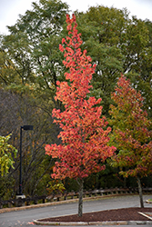 Sweet Gum (Liquidambar styraciflua) at Lakeshore Garden Centres