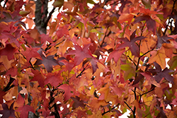 Sweet Gum (Liquidambar styraciflua) at Lakeshore Garden Centres