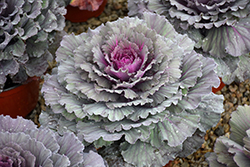 Osaka Red Ornamental Cabbage (Brassica oleracea 'Osaka Red') at Lakeshore Garden Centres