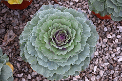 Osaka Pink Ornamental Cabbage (Brassica oleracea 'Osaka Pink') at Lakeshore Garden Centres