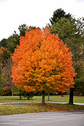 Majesty Sugar Maple (Acer saccharum 'Flax Mill Majesty') at Lakeshore Garden Centres