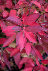 Henry's Garnet Virginia Sweetspire (Itea virginica 'Henry's Garnet') at Lakeshore Garden Centres