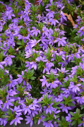 Scalora Brilliant Fan Flower (Scaevola aemula 'Scalora Brilliant') at Lakeshore Garden Centres