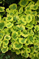 Crystal Palace Gem Geranium (Pelargonium 'Crystal Palace Gem') at Lakeshore Garden Centres