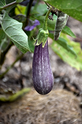 Fairy Tale Eggplant (Solanum melongena 'Fairy Tale') at A Very Successful Garden Center