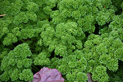 Aphrodite Parsley (Petroselinum crispum 'Aphrodite') at Lakeshore Garden Centres