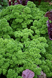 Aphrodite Parsley (Petroselinum crispum 'Aphrodite') at Lakeshore Garden Centres
