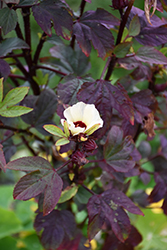 Thai Red Roselle (Hibiscus sabdariffa 'Thai Red') at Lakeshore Garden Centres