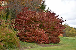 Doublefile Viburnum (Viburnum plicatum 'var. tomentosum') at Lakeshore Garden Centres