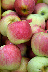 Creston Apple (Malus 'Creston') at Lakeshore Garden Centres