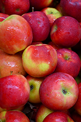 Crimson Crisp Apple (Malus 'Crimson Crisp') at Lakeshore Garden Centres