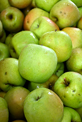 Mutsu Apple (Malus 'Mutsu') at Lakeshore Garden Centres