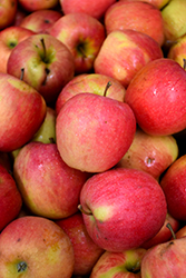 Pinova Apple (Malus 'Pinova') at Lakeshore Garden Centres