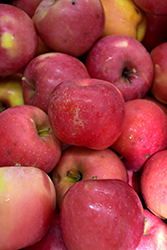 Red Fuji Apple (Malus 'Nagafu 6') at Lakeshore Garden Centres