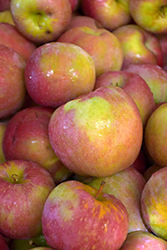 Evercrisp Apple (Malus 'MAIA-1') at Lakeshore Garden Centres