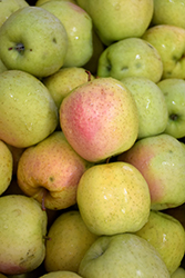 Dorsett Golden Apple (Malus 'Dorsett Golden') at Lakeshore Garden Centres