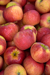 Topaz Apple (Malus 'Topaz') at Lakeshore Garden Centres