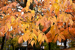 White Ash (Fraxinus americana) at Lakeshore Garden Centres