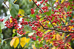 Donald Wyman Flowering Crab (Malus 'Donald Wyman') at Lakeshore Garden Centres