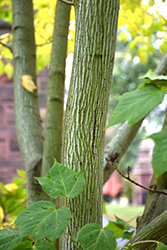 White Tigress Maple (Acer tegmentosum 'White Tigress') at Lakeshore Garden Centres