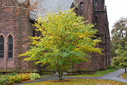 White Tigress Maple (Acer tegmentosum 'White Tigress') at Lakeshore Garden Centres