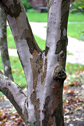 Korean Stewartia (Stewartia koreana) at Lakeshore Garden Centres
