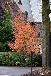 Korean Stewartia (Stewartia koreana) at Lakeshore Garden Centres