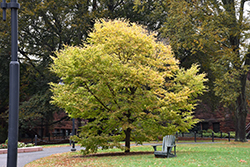 Pinocchio European Hornbeam (Carpinus betulus 'Pinocchio') at Lakeshore Garden Centres