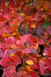 Black Gum (Nyssa sylvatica) at Lakeshore Garden Centres