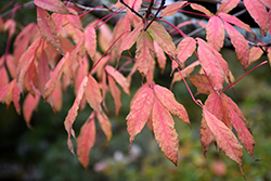 Manchurian Maple (Acer mandshuricum) at Lakeshore Garden Centres