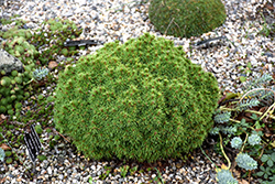 Alberta Globe Spruce (Picea glauca 'Alberta Globe') at Lakeshore Garden Centres