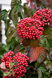 Linden Viburnum (Viburnum dilatatum) at Lakeshore Garden Centres