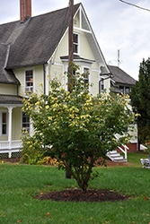 Champion's Gold Chinese Dogwood (Cornus kousa 'Losely') at Lakeshore Garden Centres