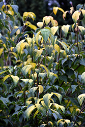 Champion's Gold Chinese Dogwood (Cornus kousa 'Losely') at Lakeshore Garden Centres