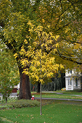 Street Keeper Honeylocust (Gleditsia triacanthos 'Draves') at Lakeshore Garden Centres