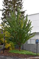 White Shield Osage Orange (Maclura pomifera 'White Shield') at Lakeshore Garden Centres