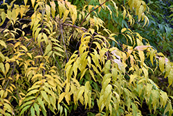 Fortune Fontanesia (Fontanesia fortunei) at Lakeshore Garden Centres