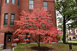 Flowering Dogwood (Cornus florida) at Lakeshore Garden Centres