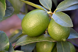 Bearss Seedless Lime (Citrus aurantifolia 'Bearss Seedless') at Lakeshore Garden Centres
