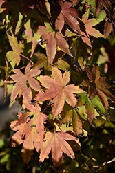 Higasa Yama Japanese Maple (Acer palmatum 'Higasa Yama') at Lakeshore Garden Centres